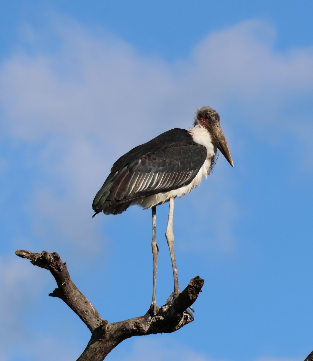Marabou Stork - ML657461005