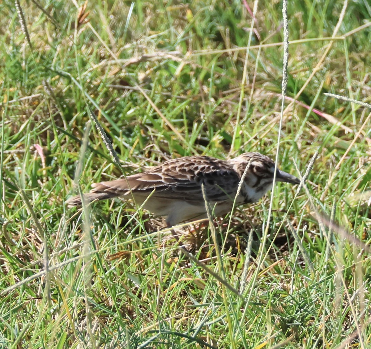 Short-tailed Lark - ML657461068