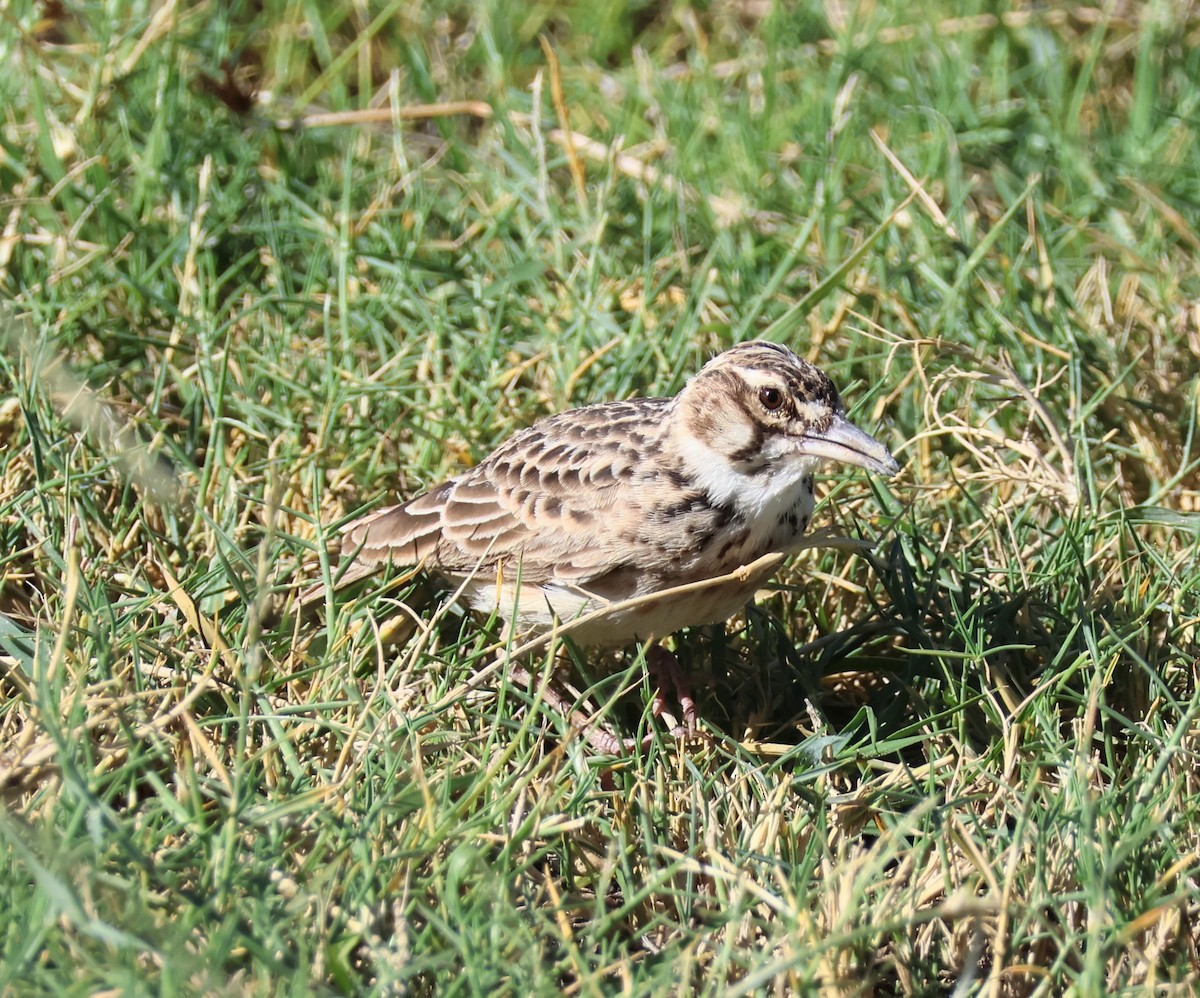 Short-tailed Lark - ML657461069