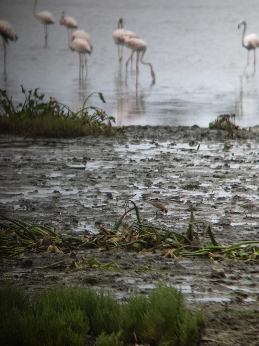 Greater Sand-Plover - ML657461123