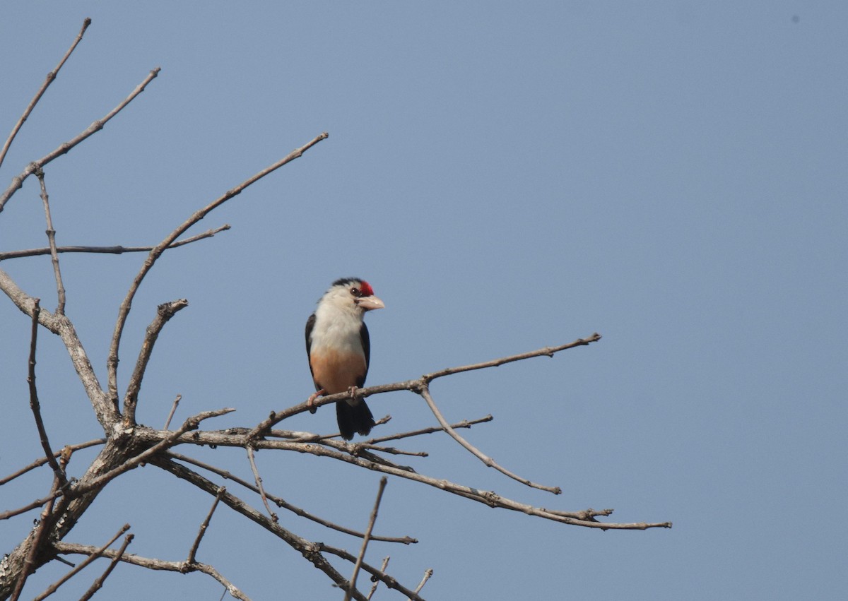 Kara Paçalı Barbet - ML657461704