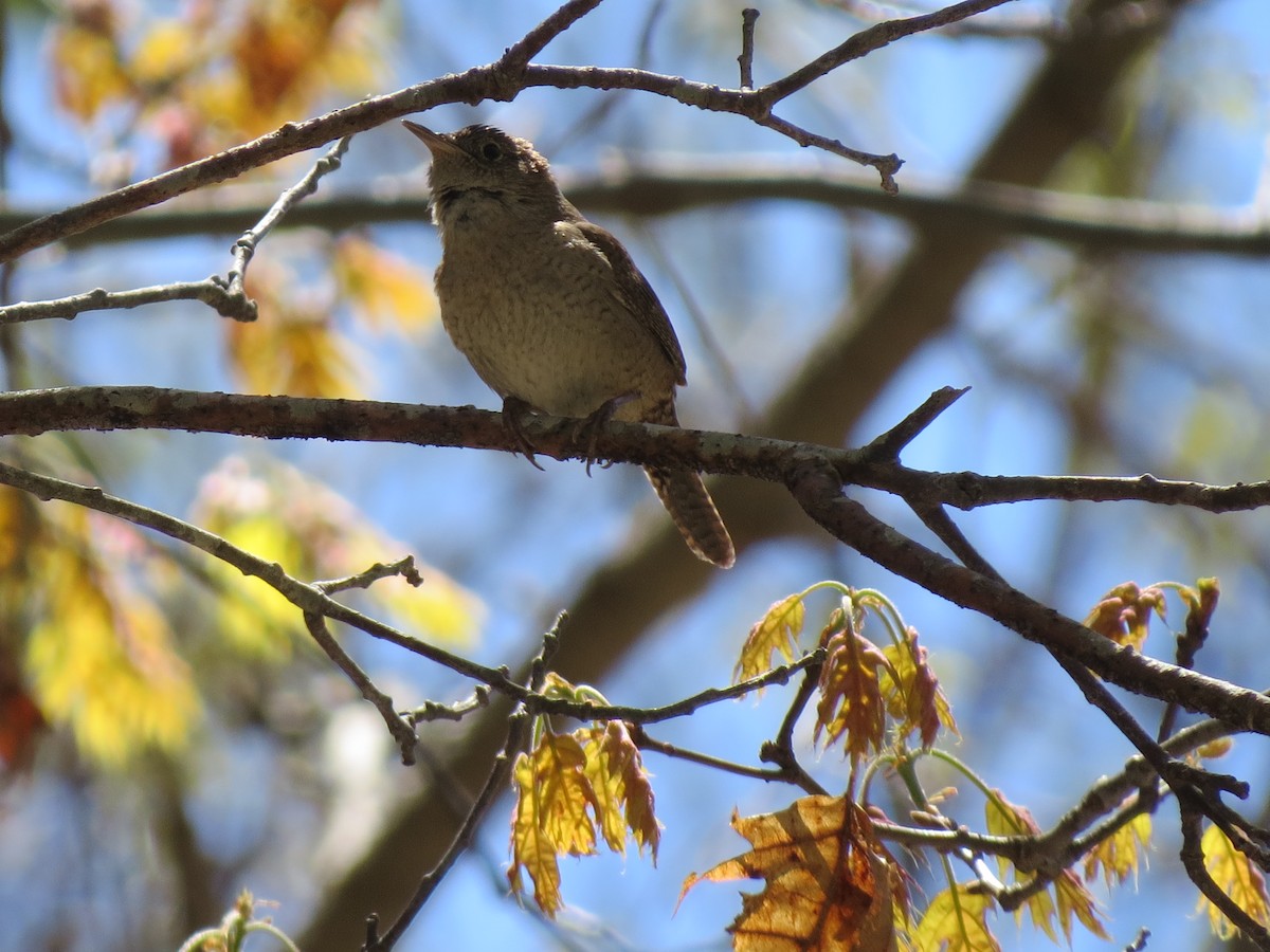 Northern House Wren (Northern) - ML657462083