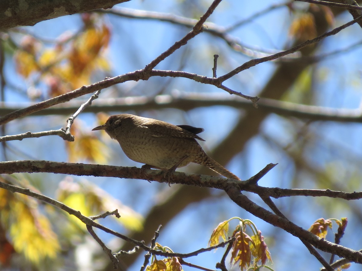 Northern House Wren (Northern) - ML657462084