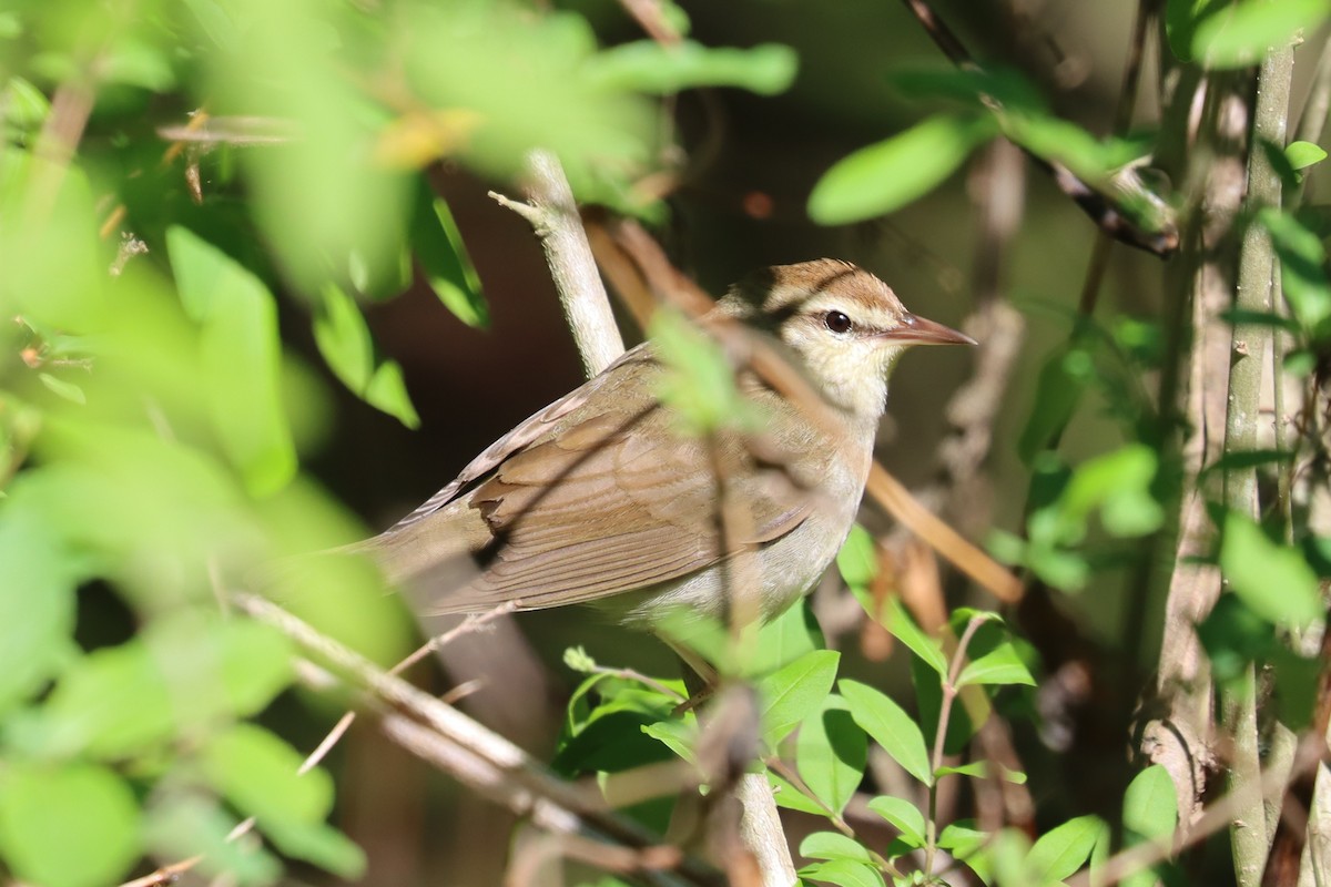brunparula - ML657462128