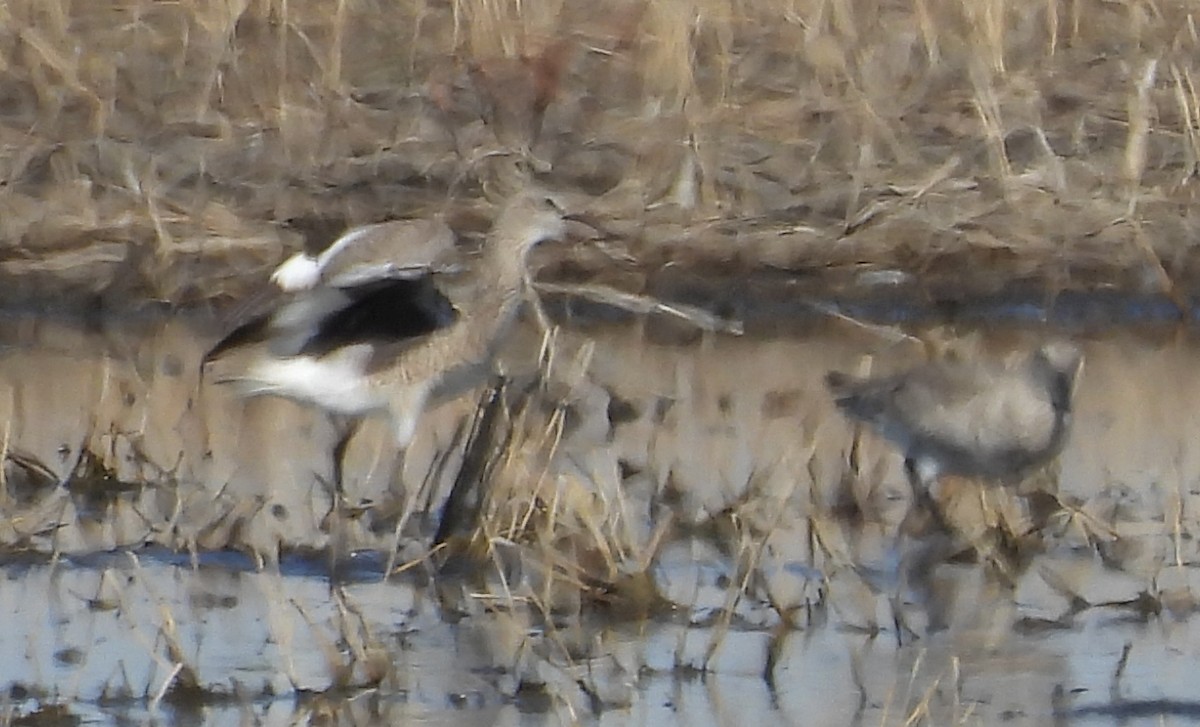 willetsnipe - ML657462130