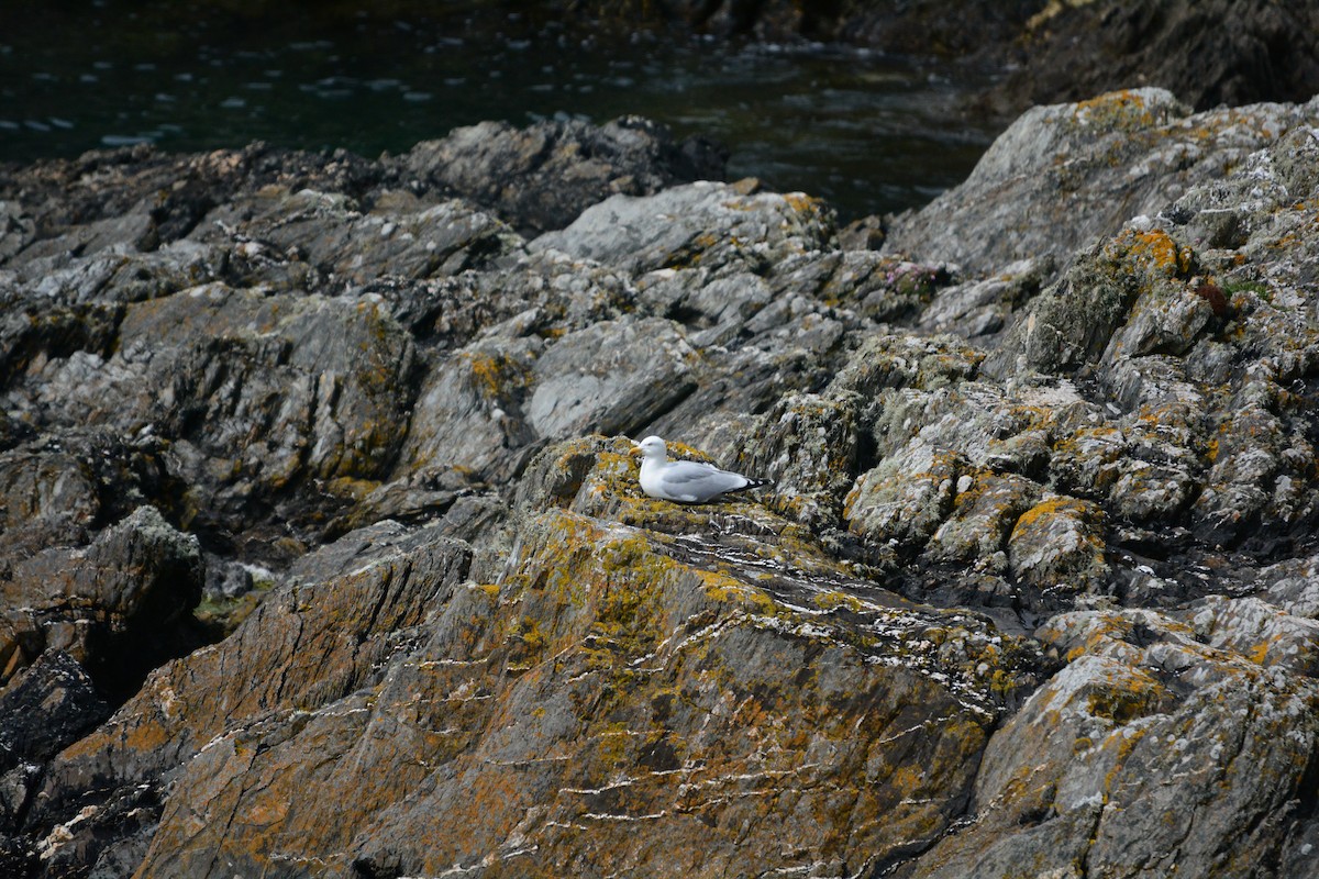gråmåke - ML657462131