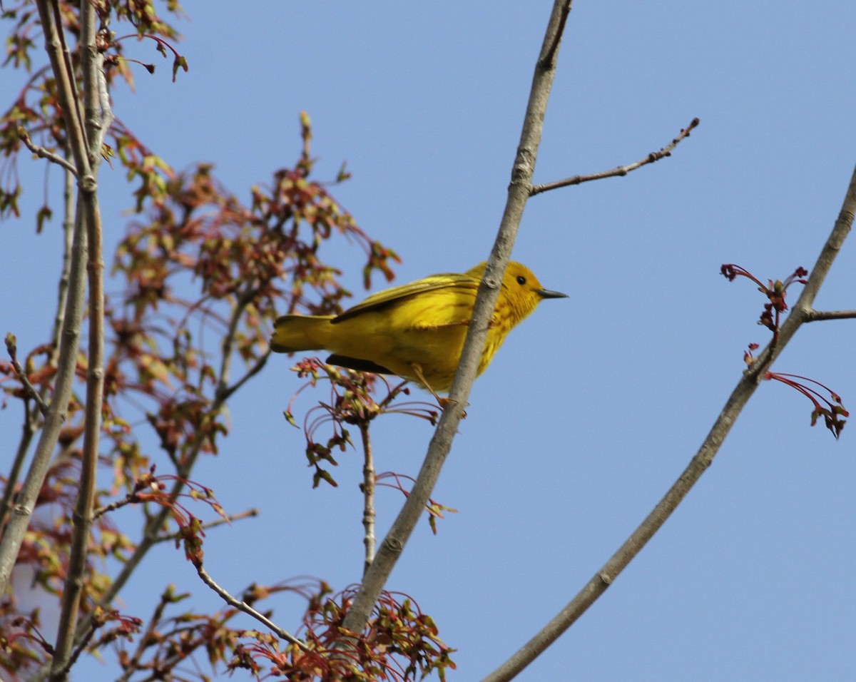 gulparula - ML657462148