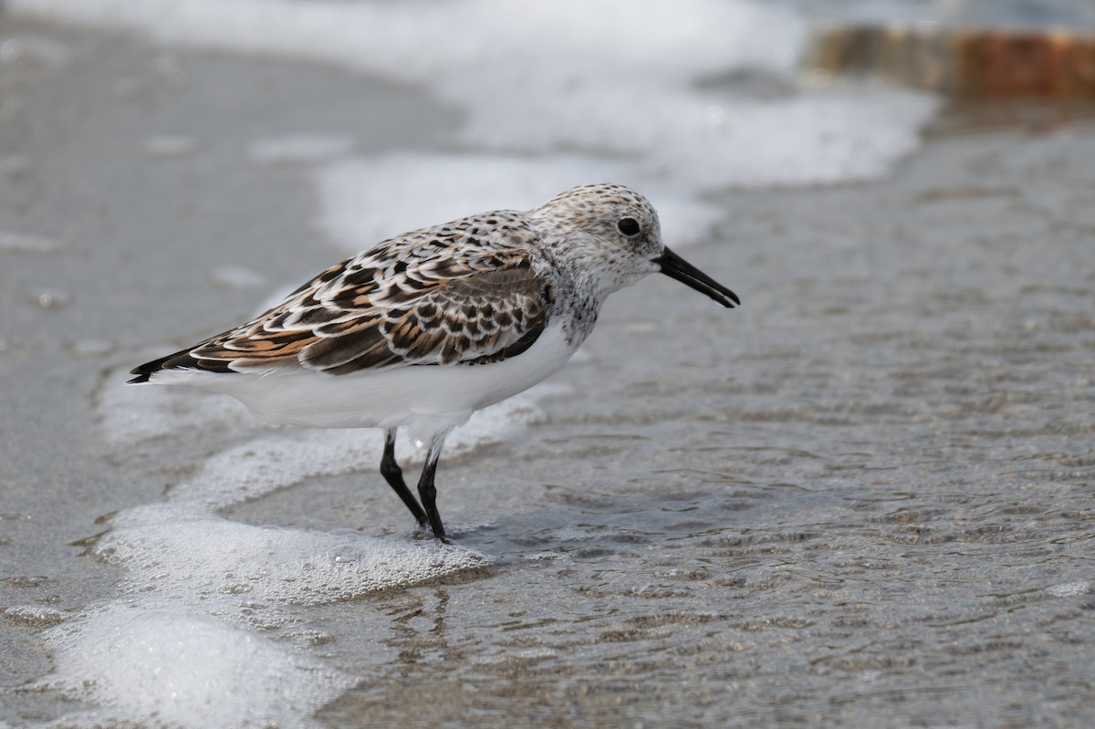 dvergsnipe - ML657462150