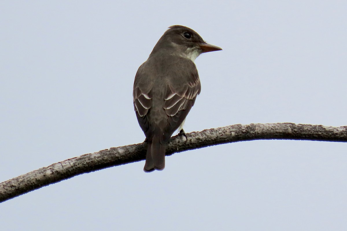 jakkepivi - ML657462155