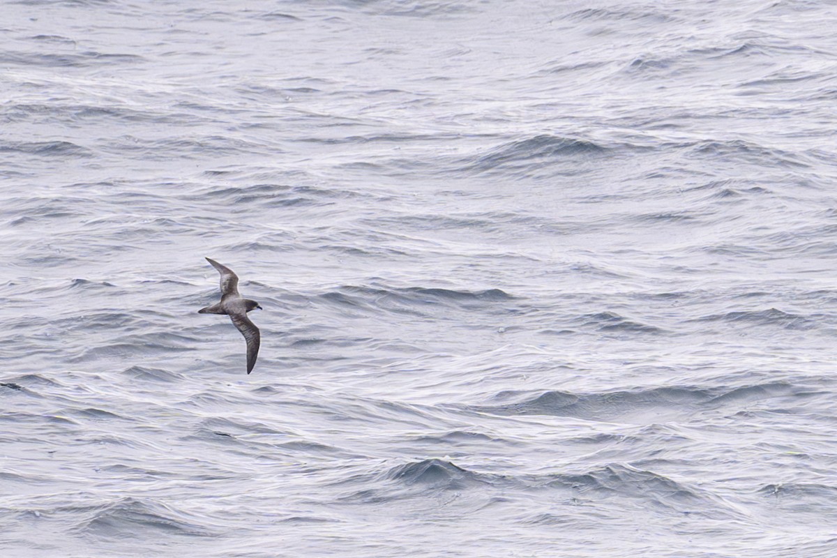 Murphy's Petrel - ML657464360