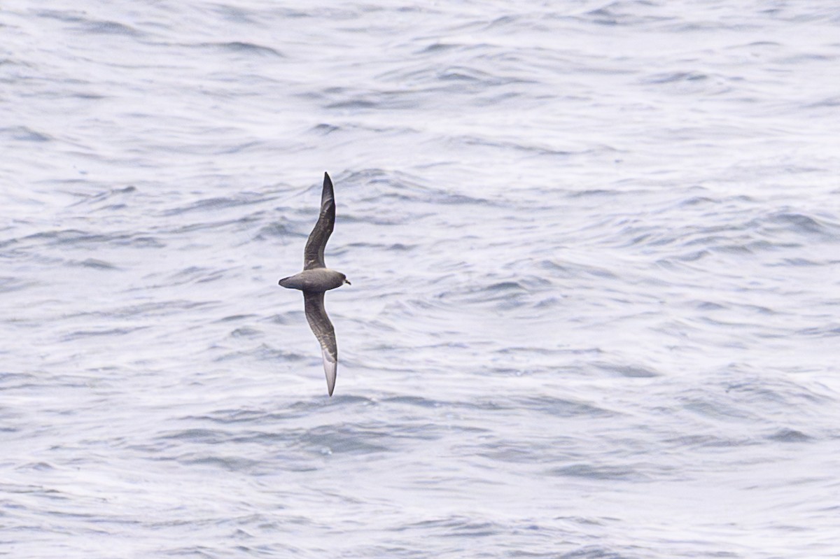 Murphy's Petrel - ML657464361