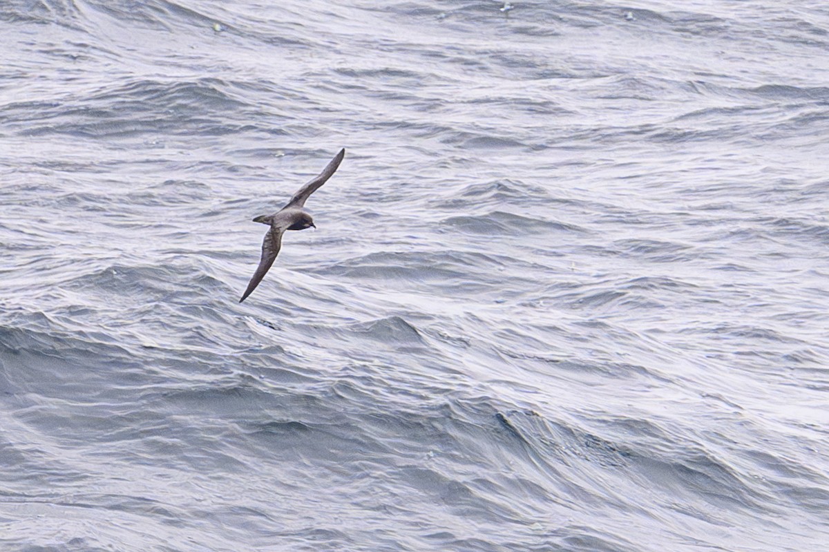 Murphy's Petrel - ML657464362