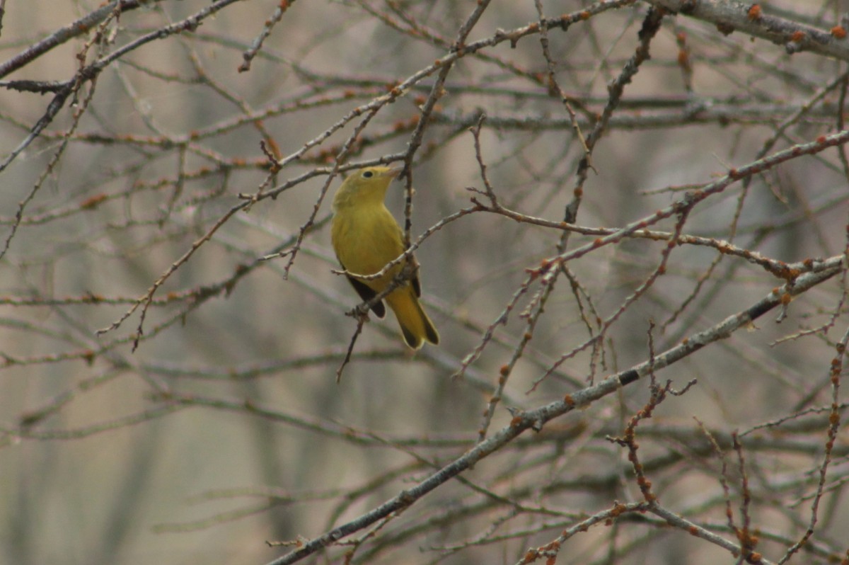 Yellow Warbler - ML65746481