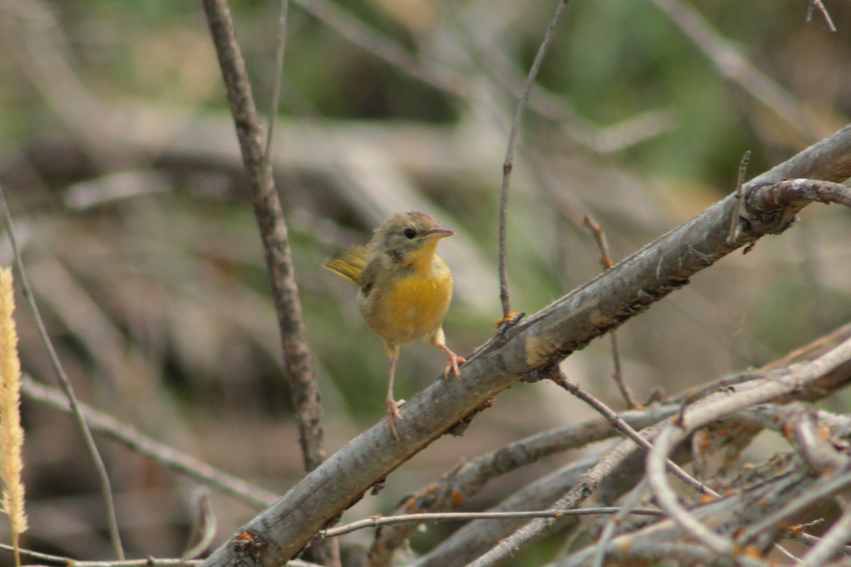 Yellow Warbler - ML65746491