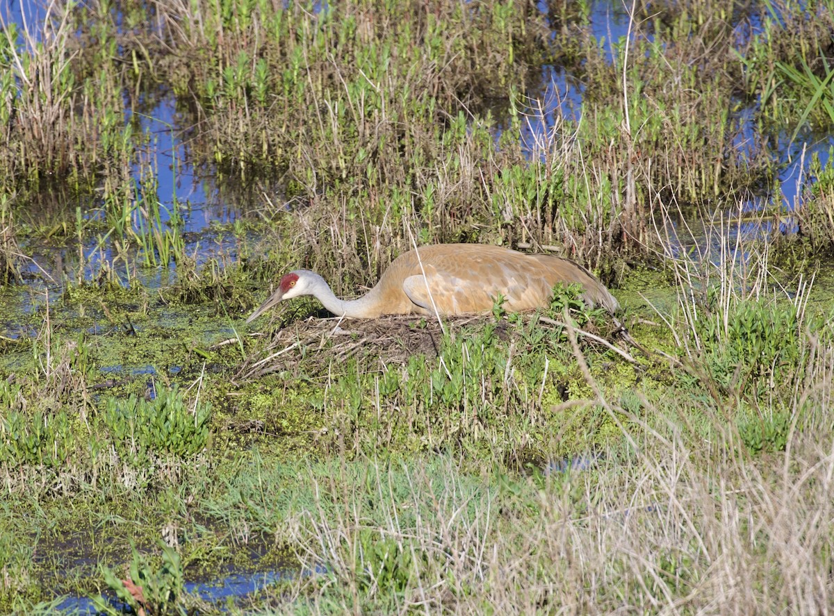 Sandhill Crane - ML657465249