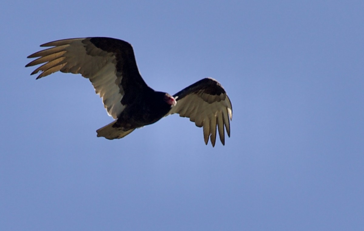 Turkey Vulture - ML657465271