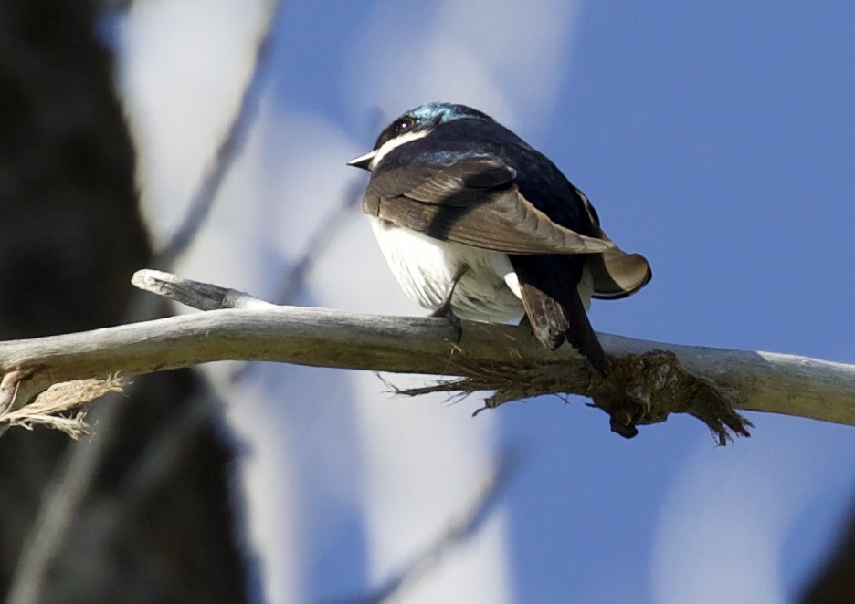 Tree Swallow - ML657465297