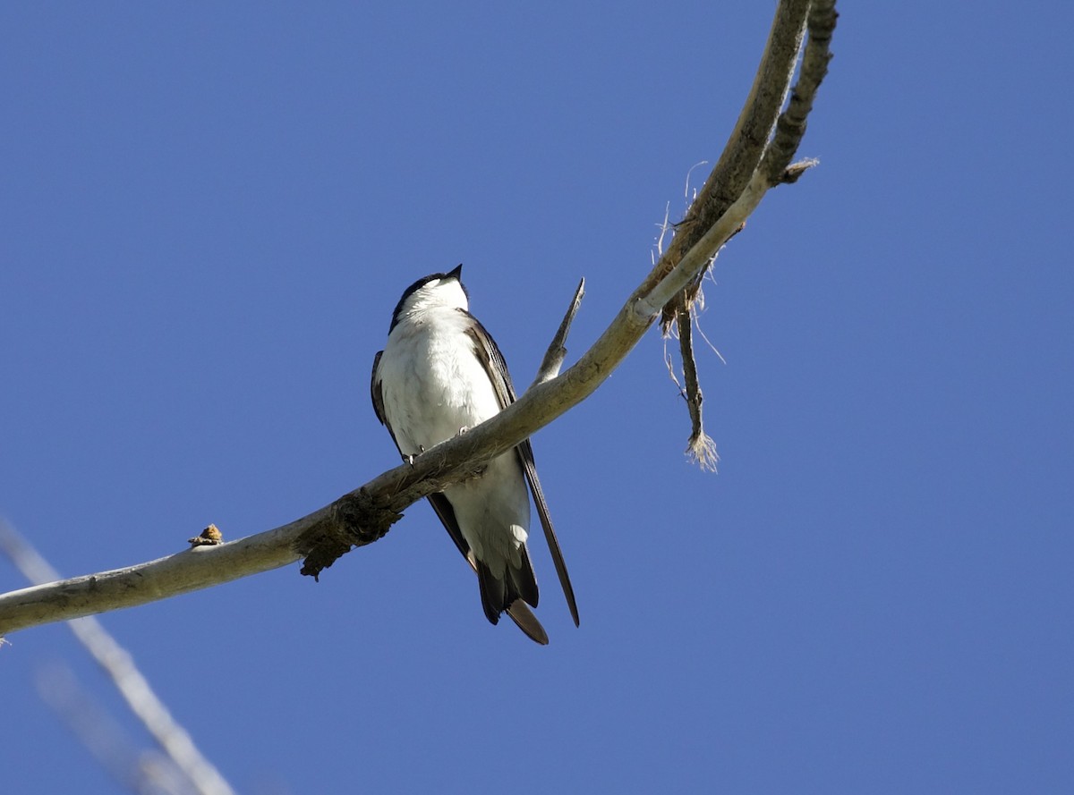 Tree Swallow - ML657465307