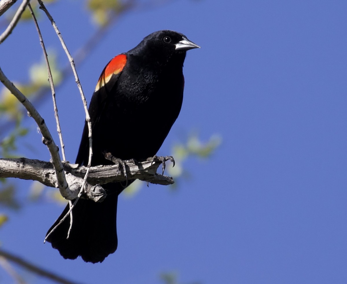 Red-winged Blackbird - ML657465312