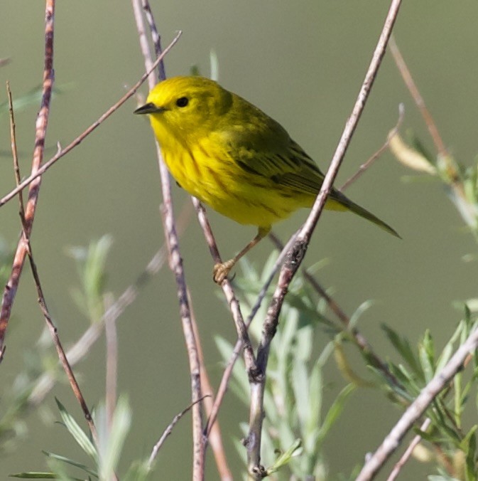Northern Yellow Warbler - ML657465318