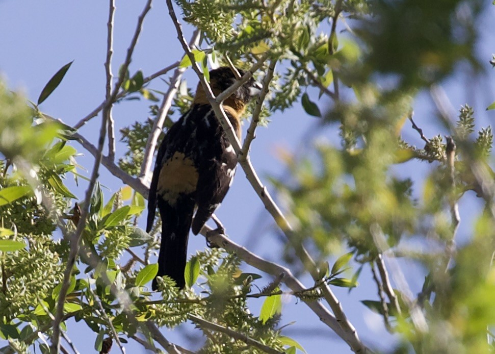 Black-headed Grosbeak - ML657465353