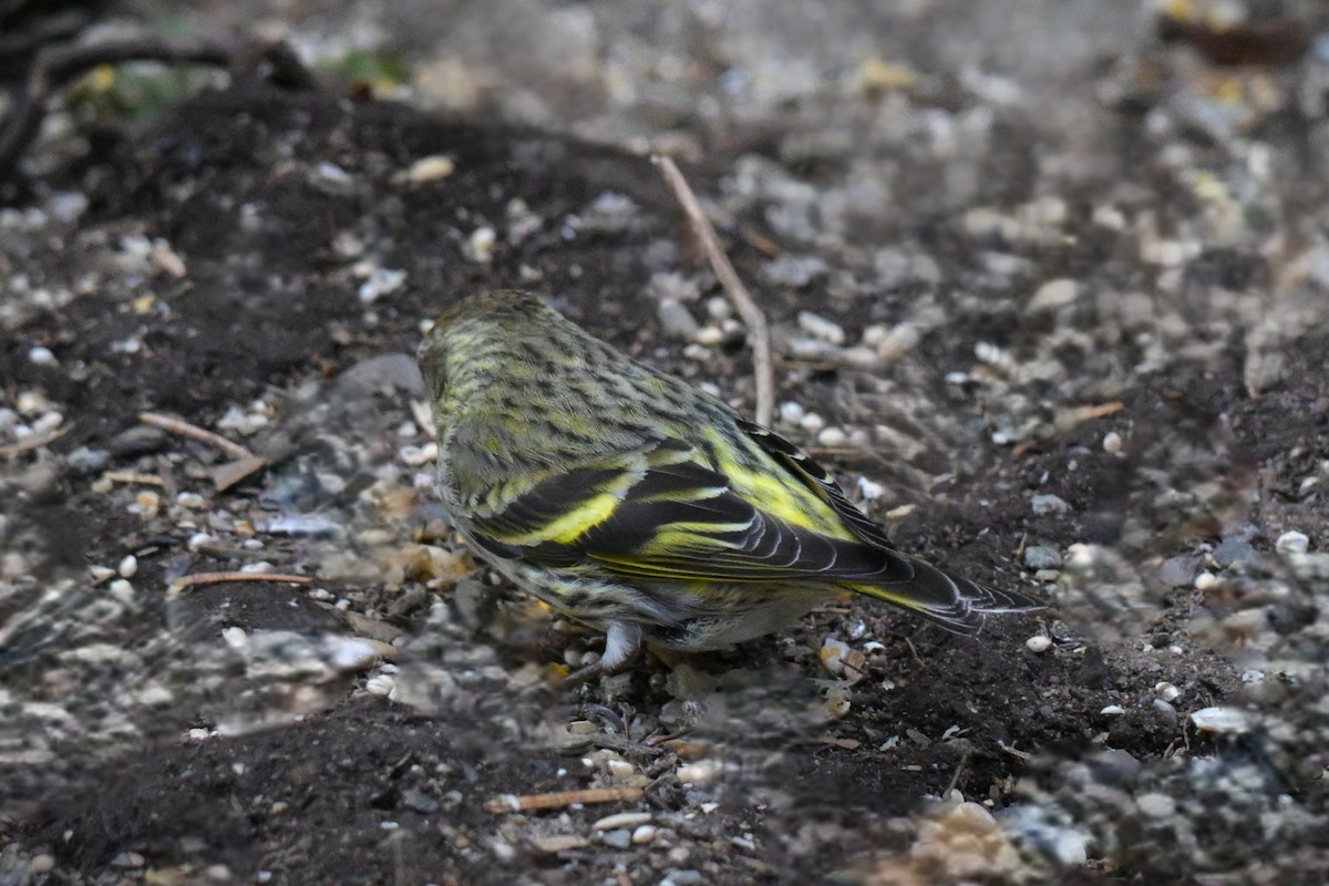 Pine Siskin (green morph) - ML657465527