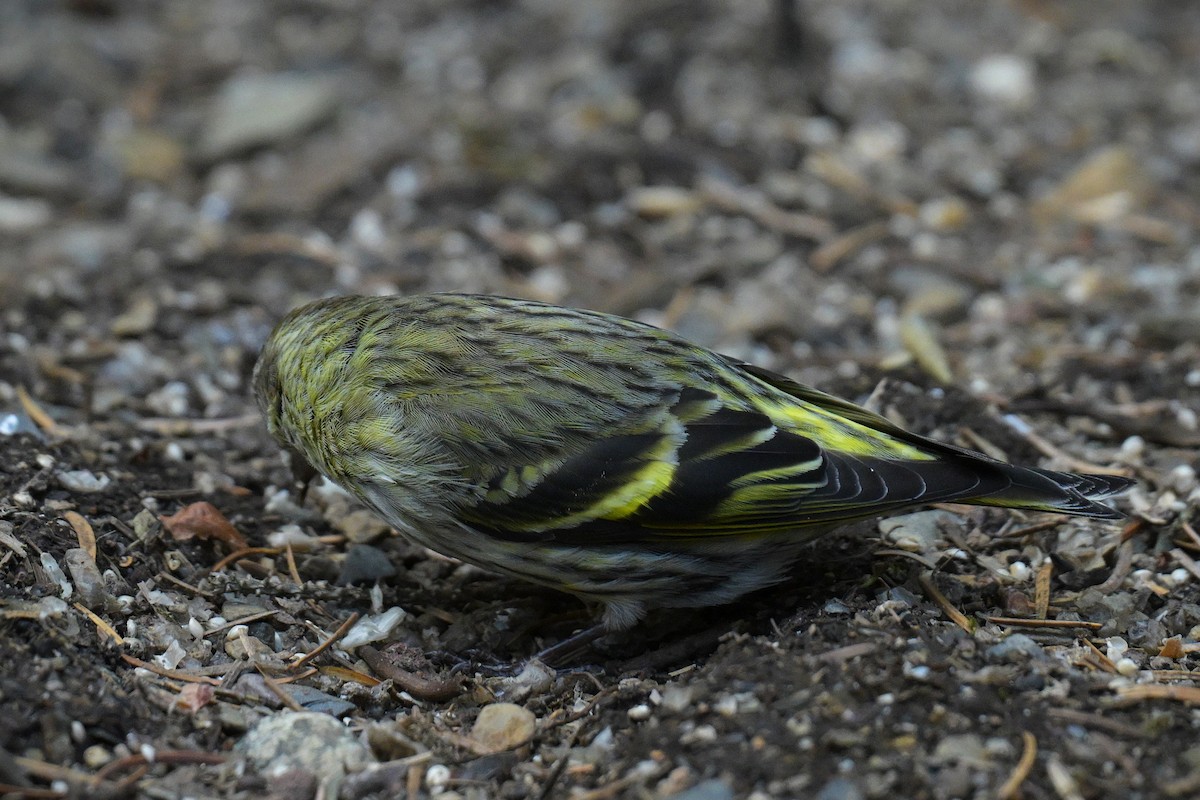 Pine Siskin (green morph) - ML657465528
