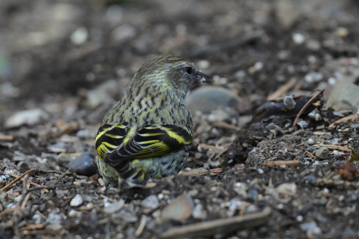 Pine Siskin (green morph) - ML657465529