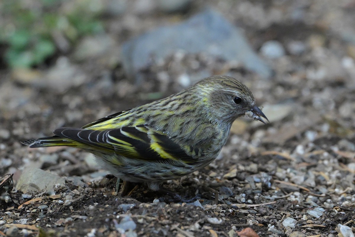 Pine Siskin (green morph) - ML657465530