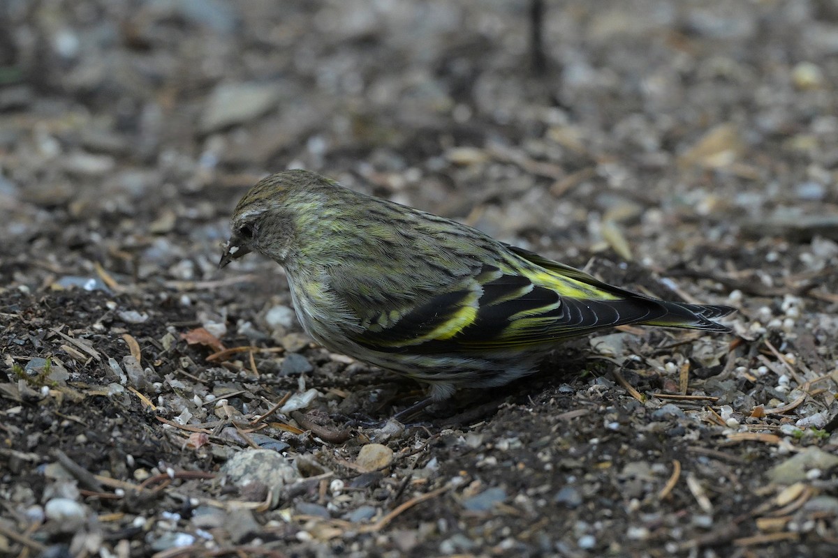 Pine Siskin (green morph) - ML657465531