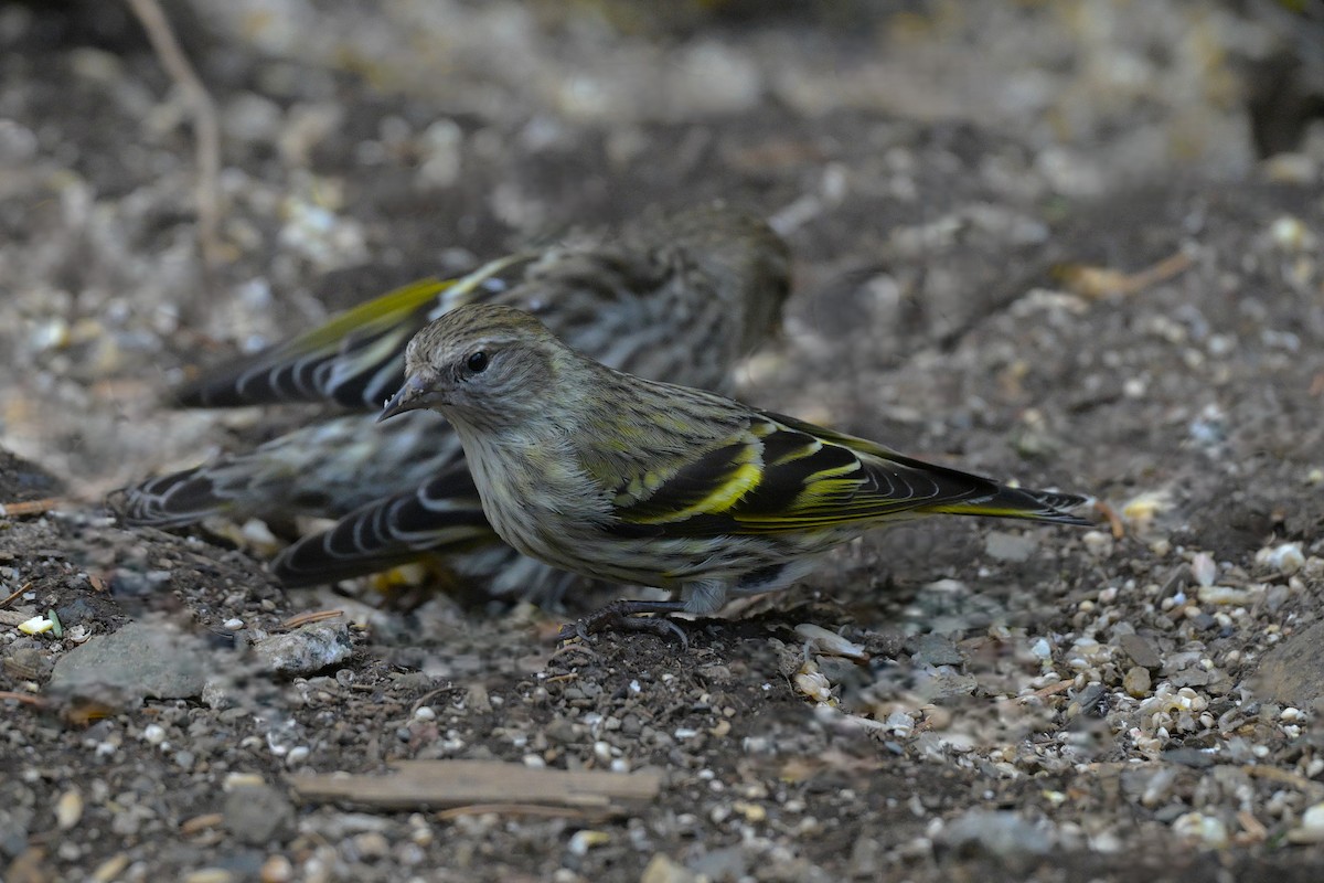 Pine Siskin (green morph) - ML657465533