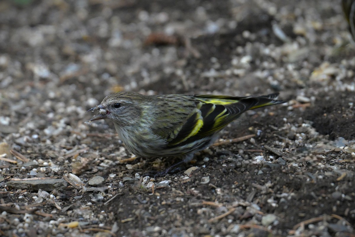 Pine Siskin (green morph) - ML657465534