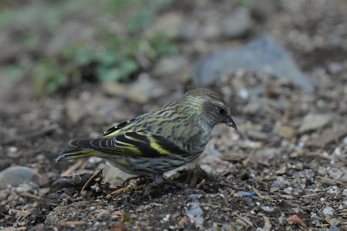 Pine Siskin (green morph) - ML657465535