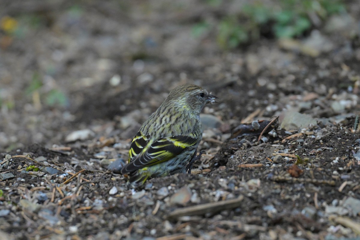 Pine Siskin (green morph) - ML657465536