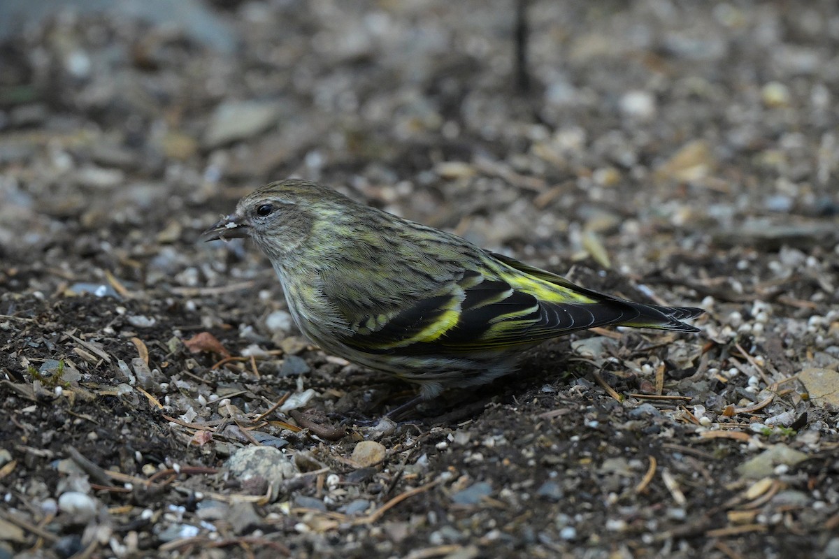 Pine Siskin (green morph) - ML657465537