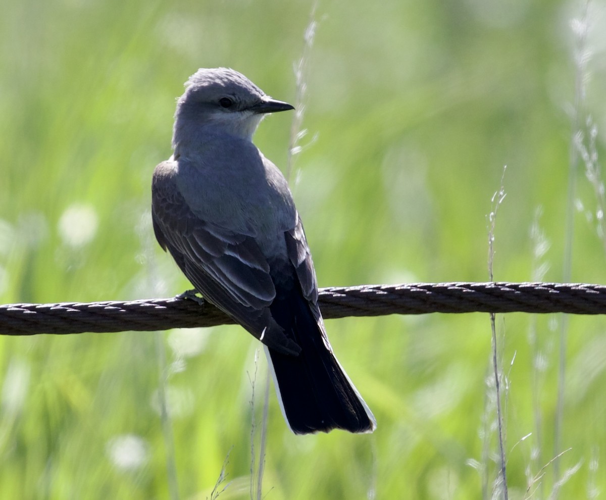 Western Kingbird - ML657465562