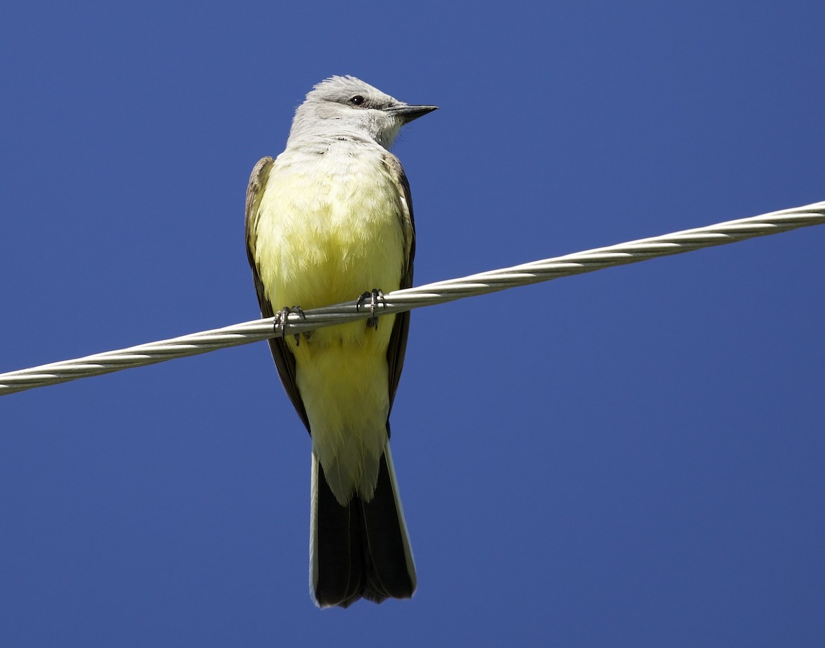 Western Kingbird - ML657465591