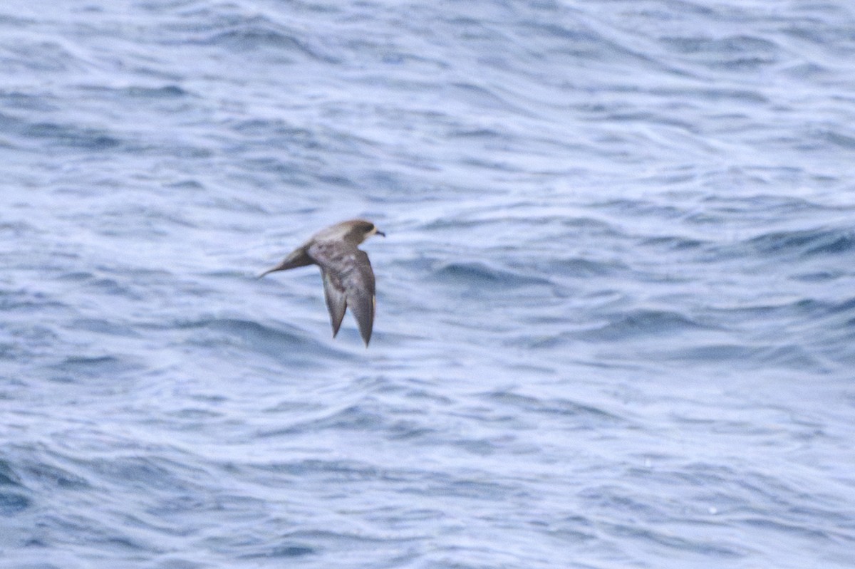 Murphy's Petrel - ML657465678