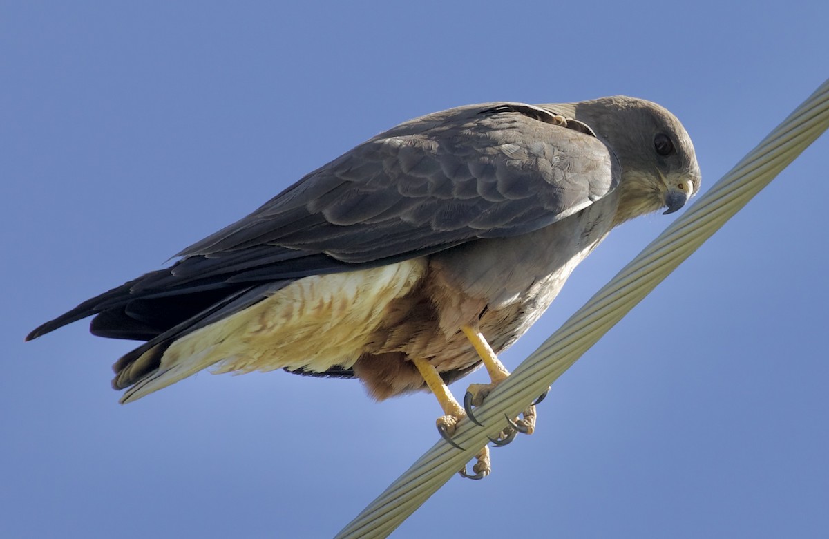 Swainson's Hawk - ML657465880