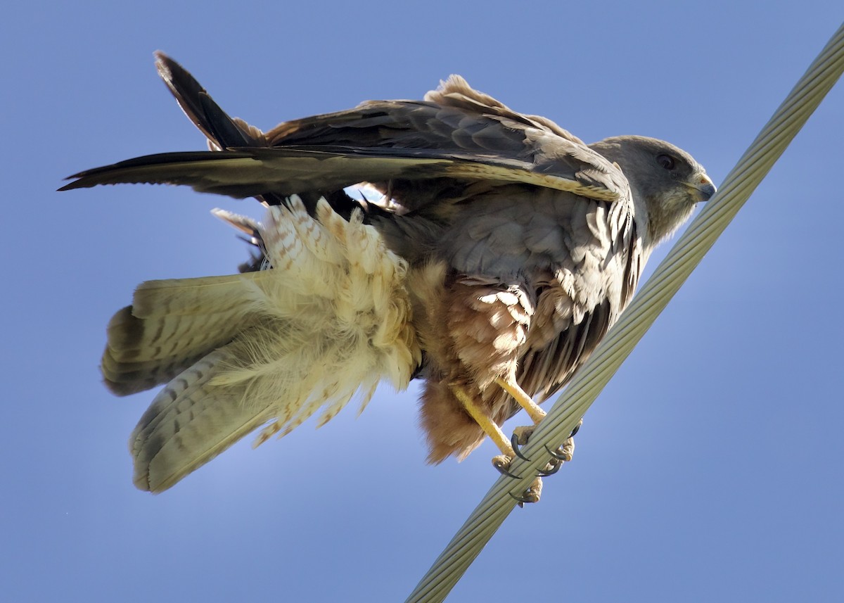 Swainson's Hawk - ML657465892