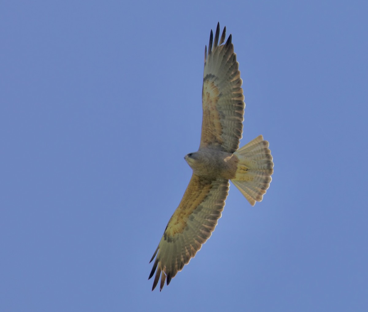 Swainson's Hawk - ML657465899