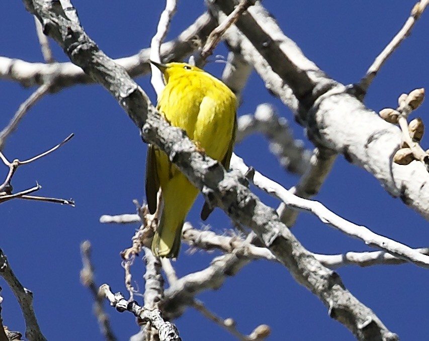 Northern Yellow Warbler - ML657466056