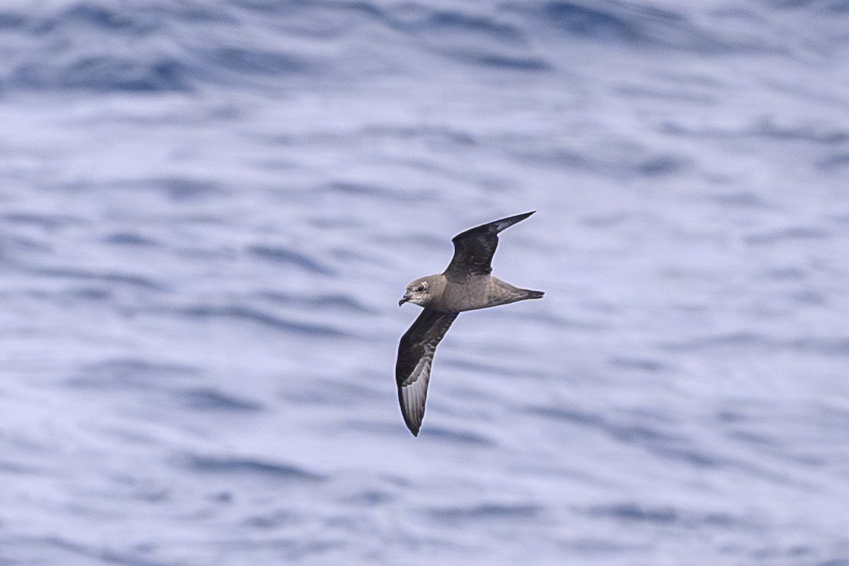 Petrel de Murphy - ML657466099