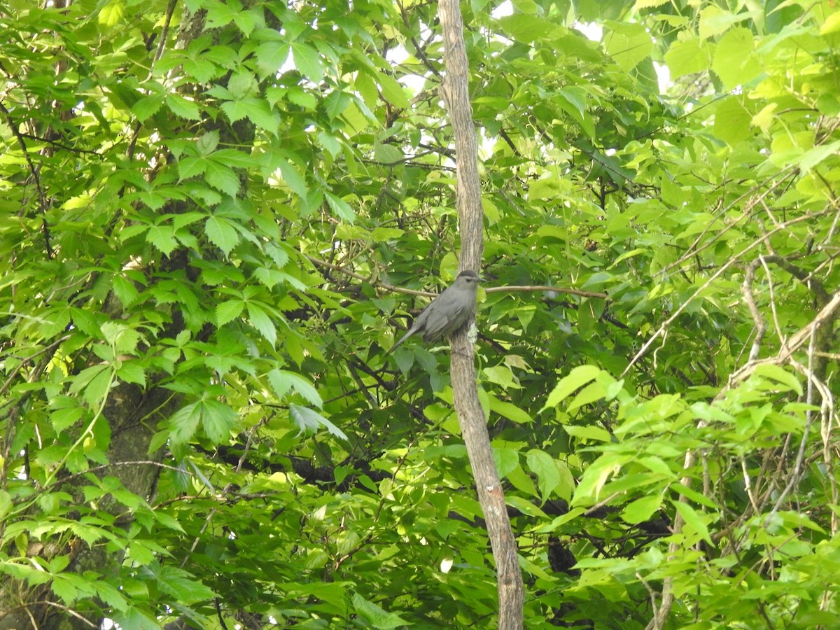 Katzenspottdrossel - ML657466265