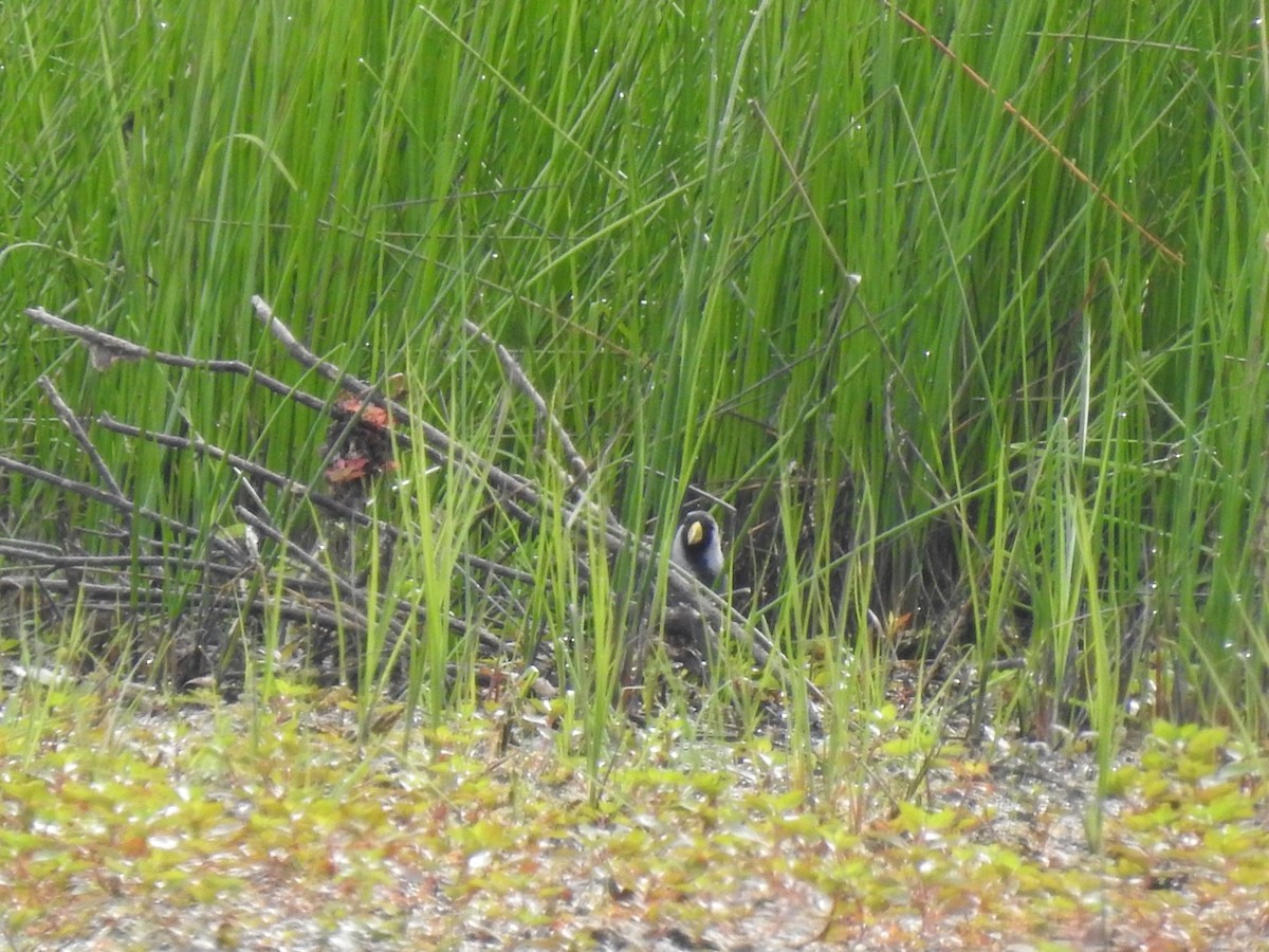 Carolinasumpfhuhn - ML657466520