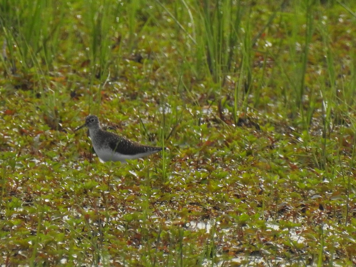 Einsiedelwasserläufer - ML657466578