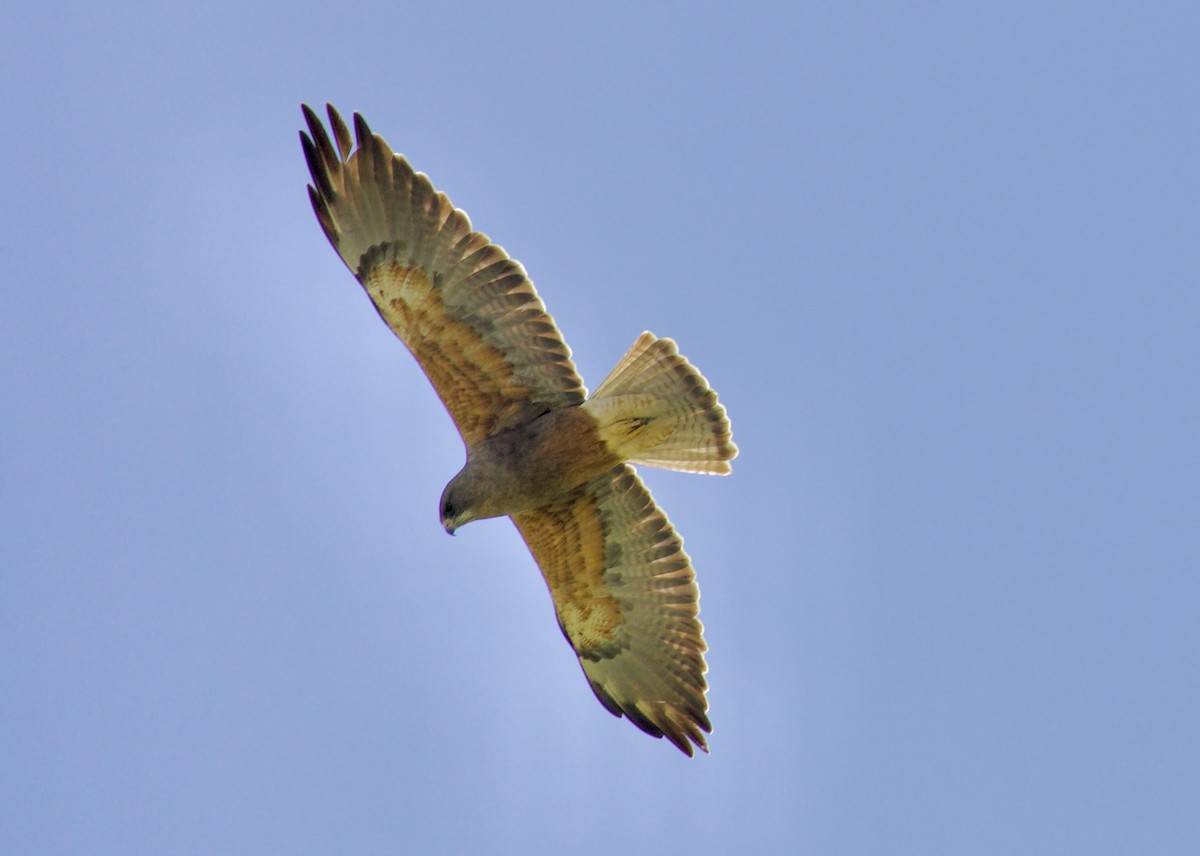 Swainson's Hawk - ML657466726