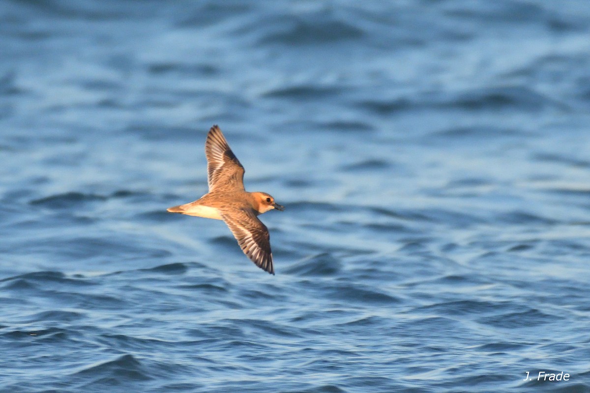 Greater Sand-Plover - ML657466753
