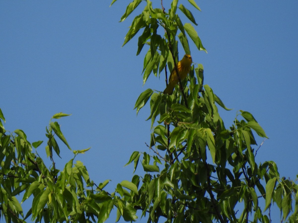 Goldwaldsänger - ML657466779