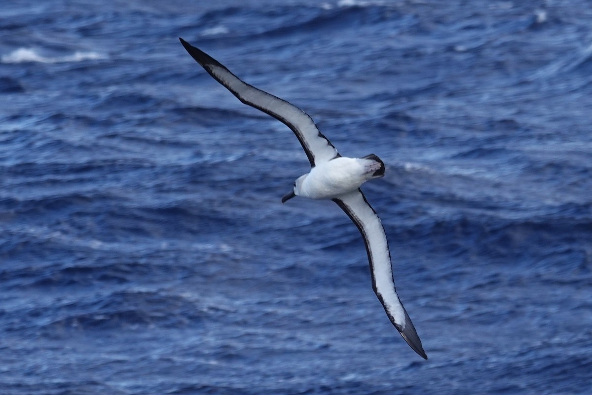 Atlantic Yellow-nosed Albatross - ML657467692